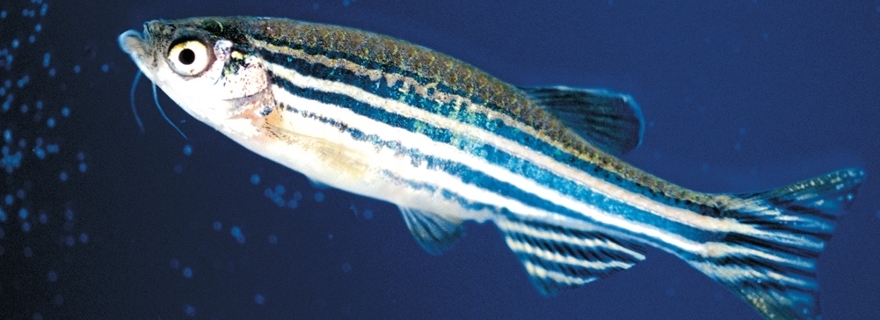 Zebrafish: un'ottimo modello animale per lo studio dello sviluppo embrionale